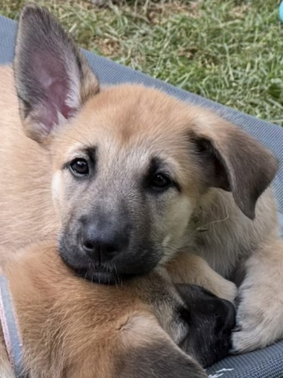 chinook dog